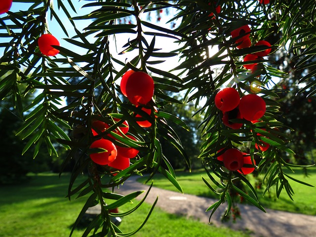 Yew foliage and berries