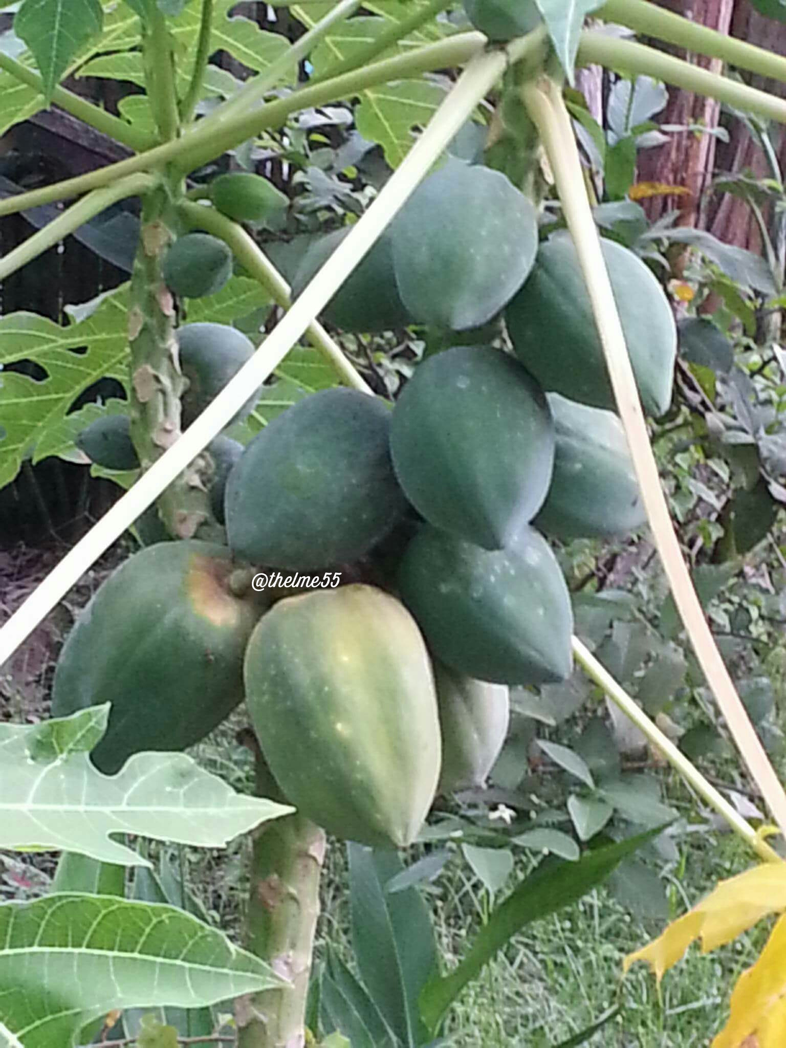 Papaya in my garden.