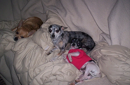 My puppies. - Three of my puppies - They are all Chihuahua and all are related. Paco is the tan one and he is the daddy. Chico is my baby, he only weight 5 lbs and he is the son. Rita is the Birndle color, a pretty girl and she is Chico's sister.  :) Jeri