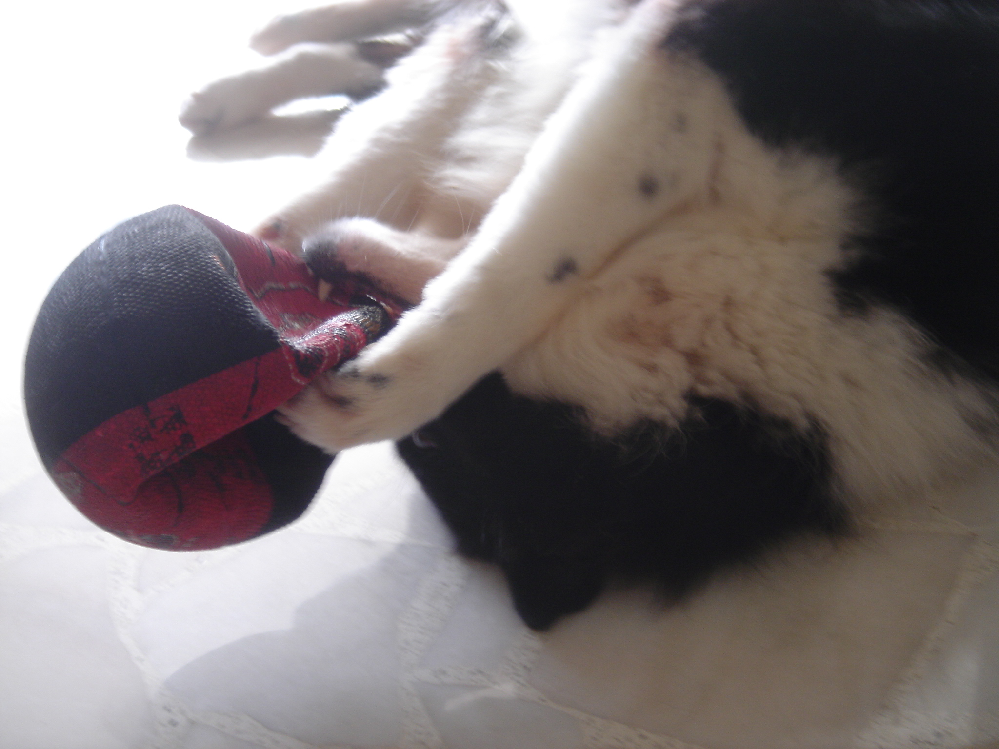Breeze with her ball - Breeze rolling on the floor with her ball clutched mercilessly with her teeth