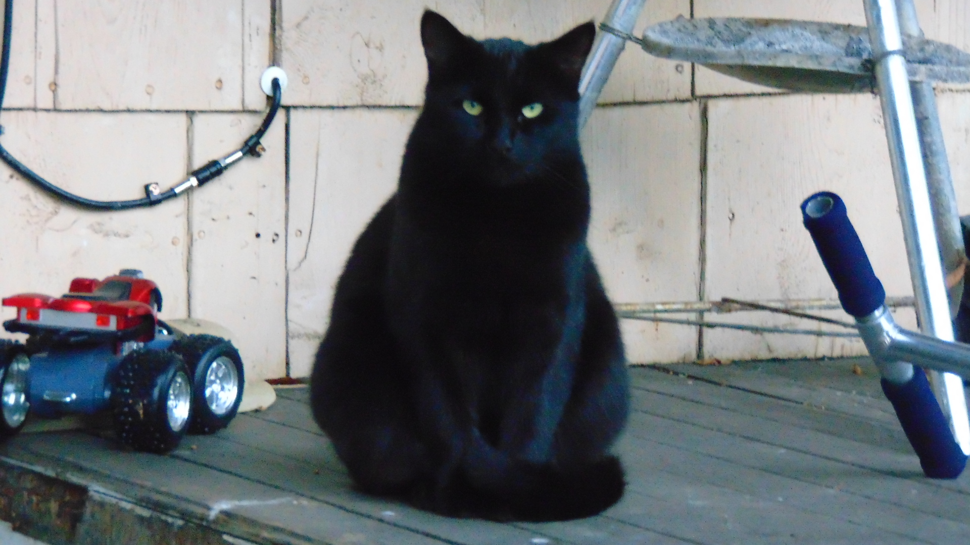 Black Halloween cat.