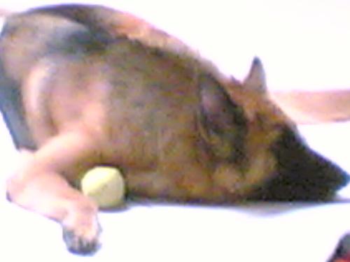 Favorite - It's my dog, she's sleeping at the time. Do you know why there is a ball beside her ? She really... really... loves the tennis ball. She play with it every single day. Sleeping with the ball is her way to show how much she loves it.