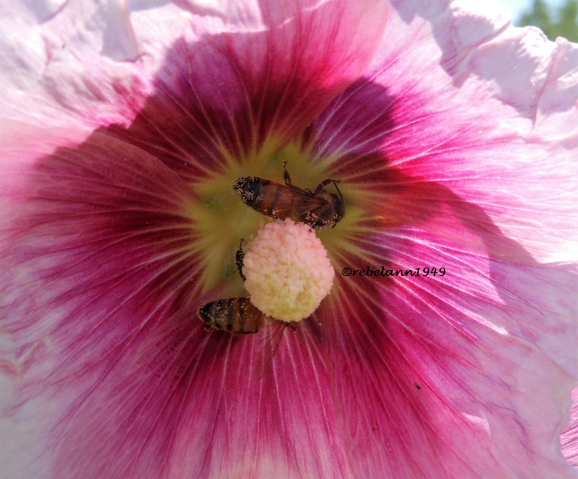 Hollyhock blossom with 2 bees, I took this shot in 2012.