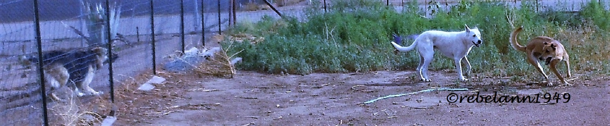 Ally and Princess running the fence line while Mykey is the kool hunter.