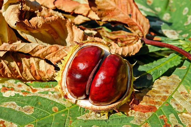 Apair of conkers, or horsechestnuts, in their spiky jacket, on a leaf from the horsechestnut tree.