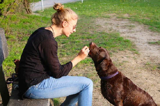 feed dog feed dog
