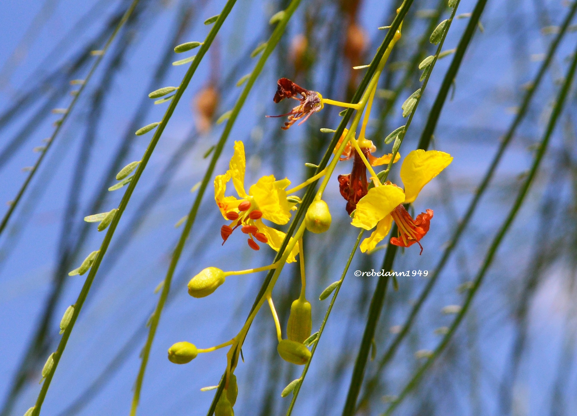 I took this picture on July 25, 2013. Palo Verde blossom. I took this picture on July 25, 2013. Palo Verde blossom.