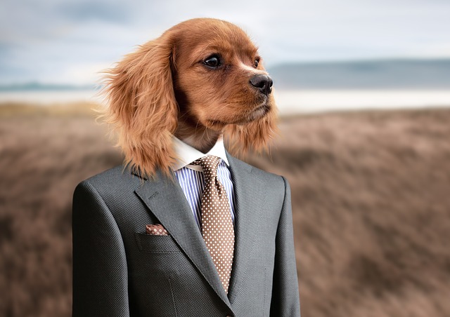 https://pixabay.com/en/dog-puppy-young-dog-cute-small-dog-2467149/ https://pixabay.com/en/dog-puppy-young-dog-cute-small-dog-2467149/