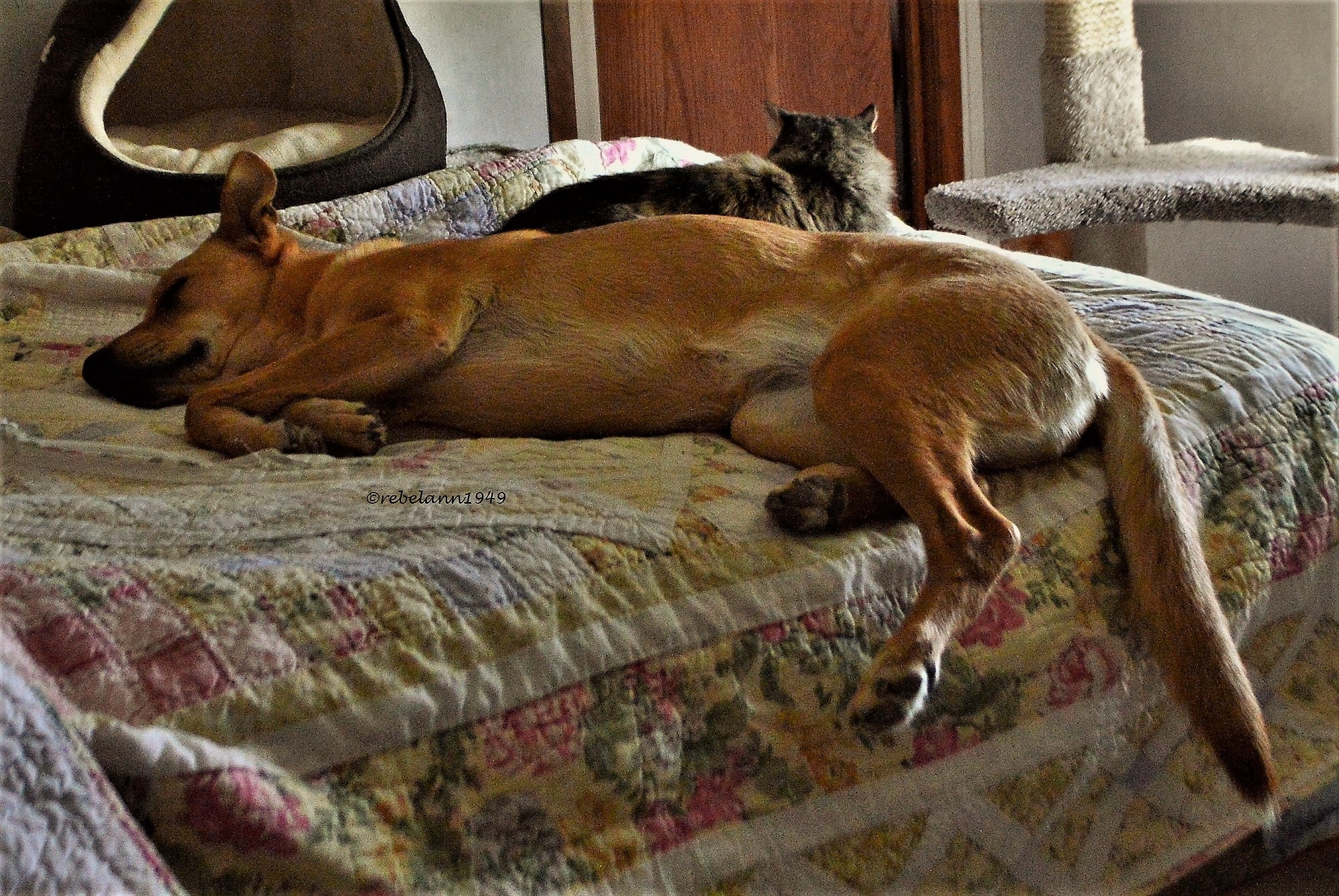 Ally and Boobear enjoying a nap. I took this shot several years ago. Ally and Boobear enjoying a nap. I took this shot several years ago.