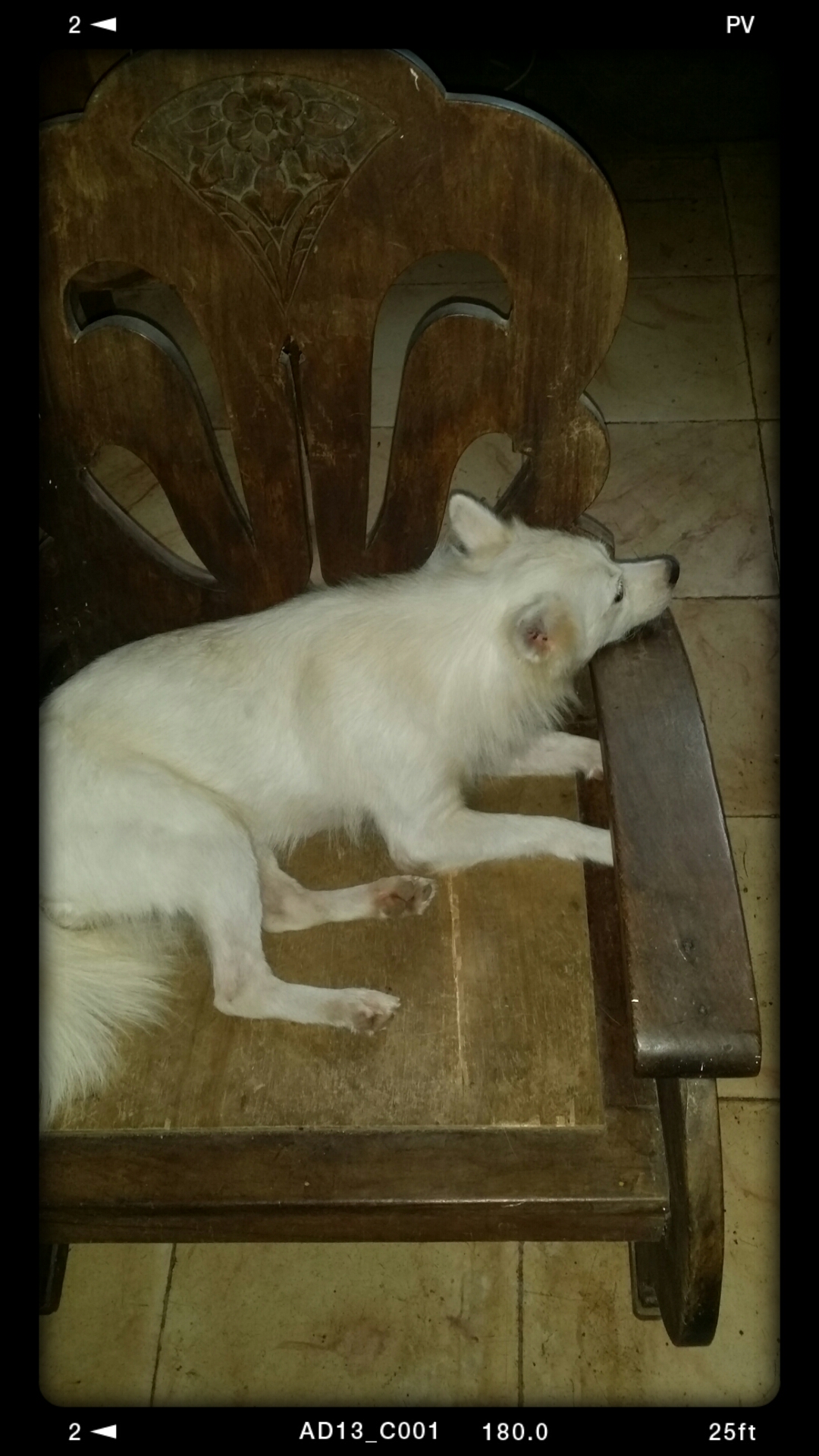 Macy with her head resting on the armchair. Macy with her head resting on the armchair.