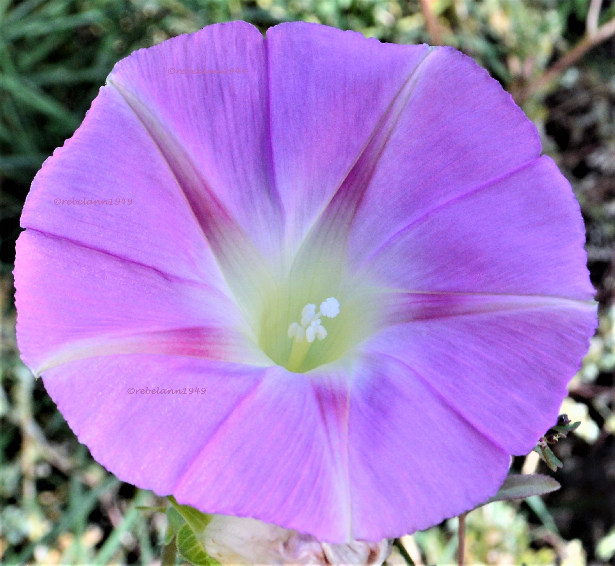 A light purple morning glory in my yard, I took this shot a few days ago.