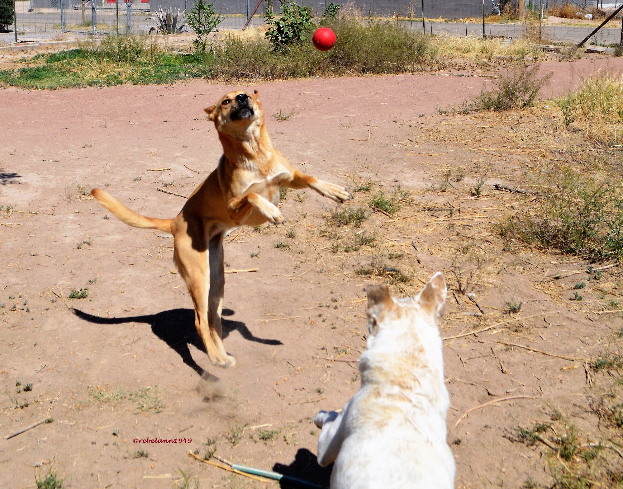 Ally jumping for that red rubber ball, hummmm, did I put the wrong song on this post? Ally jumping for that red rubber ball, hummmm, did I put the wrong song on this post?