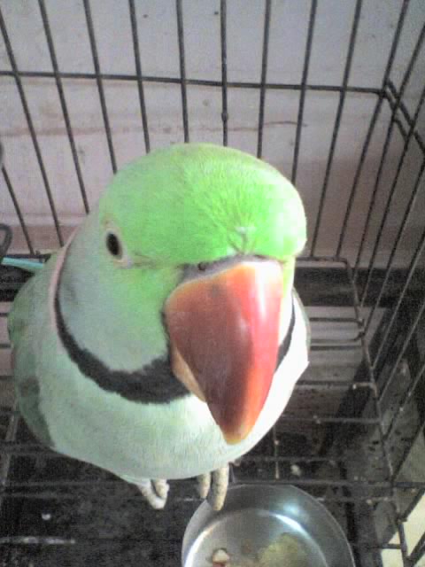 sweetest parrot in the world - She is krishna, the sweetest parrot on earth.