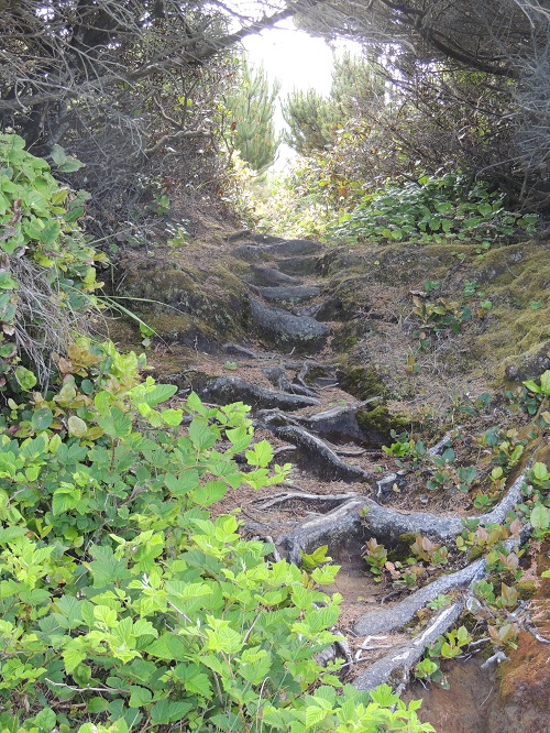 Path through the woods (my photo)