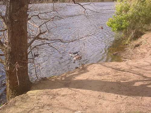 Ducks in the River - gosh it is pretty here