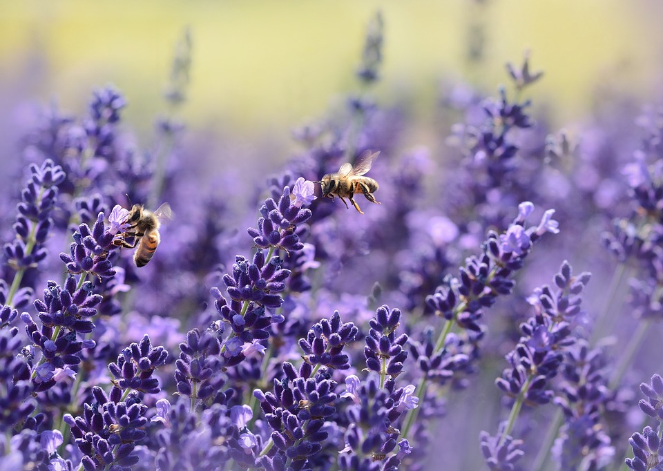 https://pixabay.com/en/lavender-bee-summer-purple-garden-1537694/