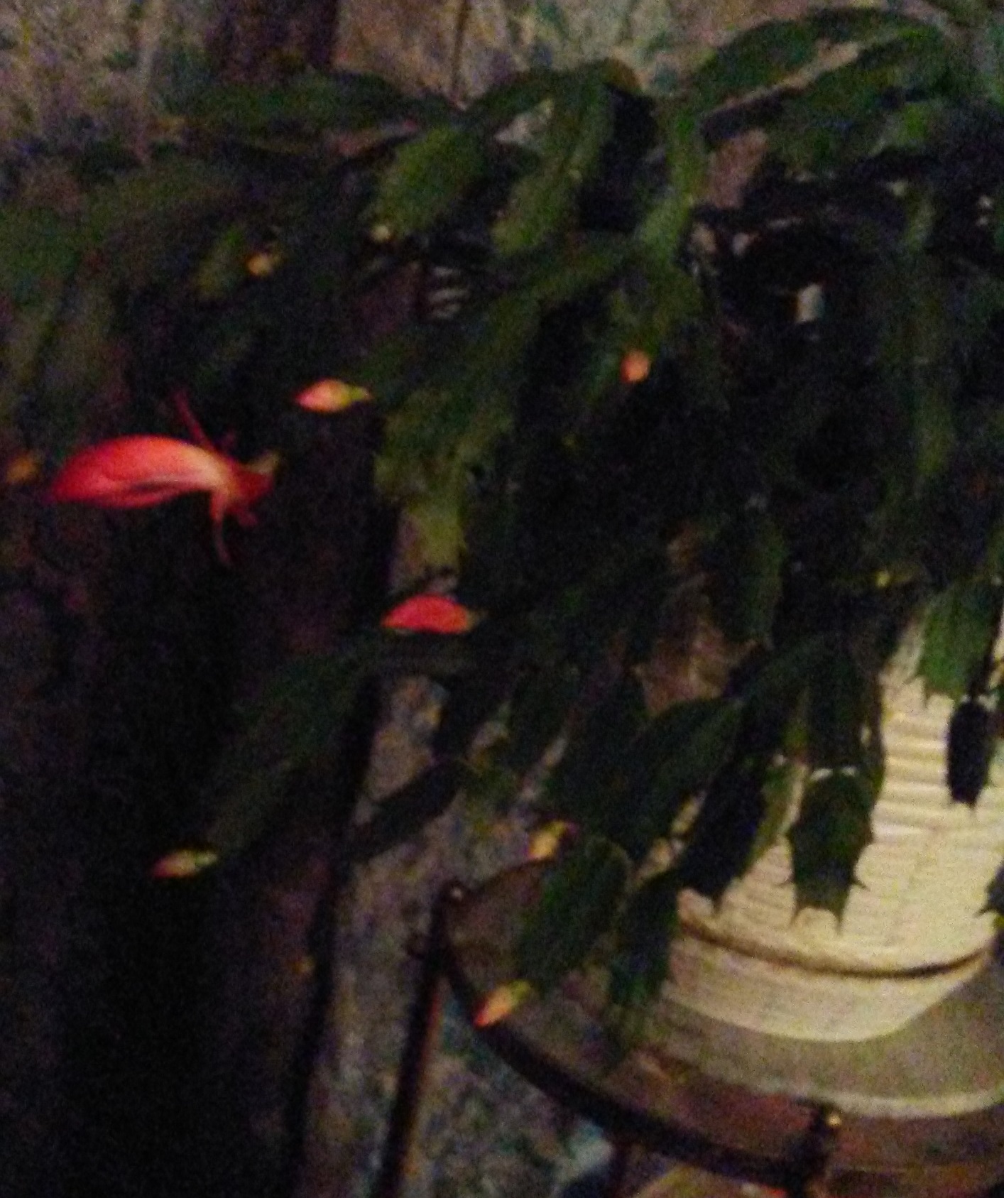 © 2017 Marsha Musselman. Christmas cactus blooming again © 2017 Marsha Musselman. Christmas cactus blooming again