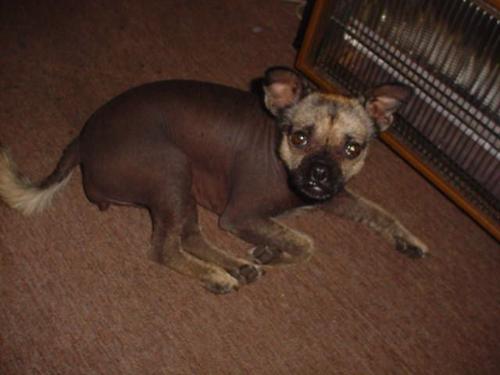 Little Mollie - Dips daughter ...