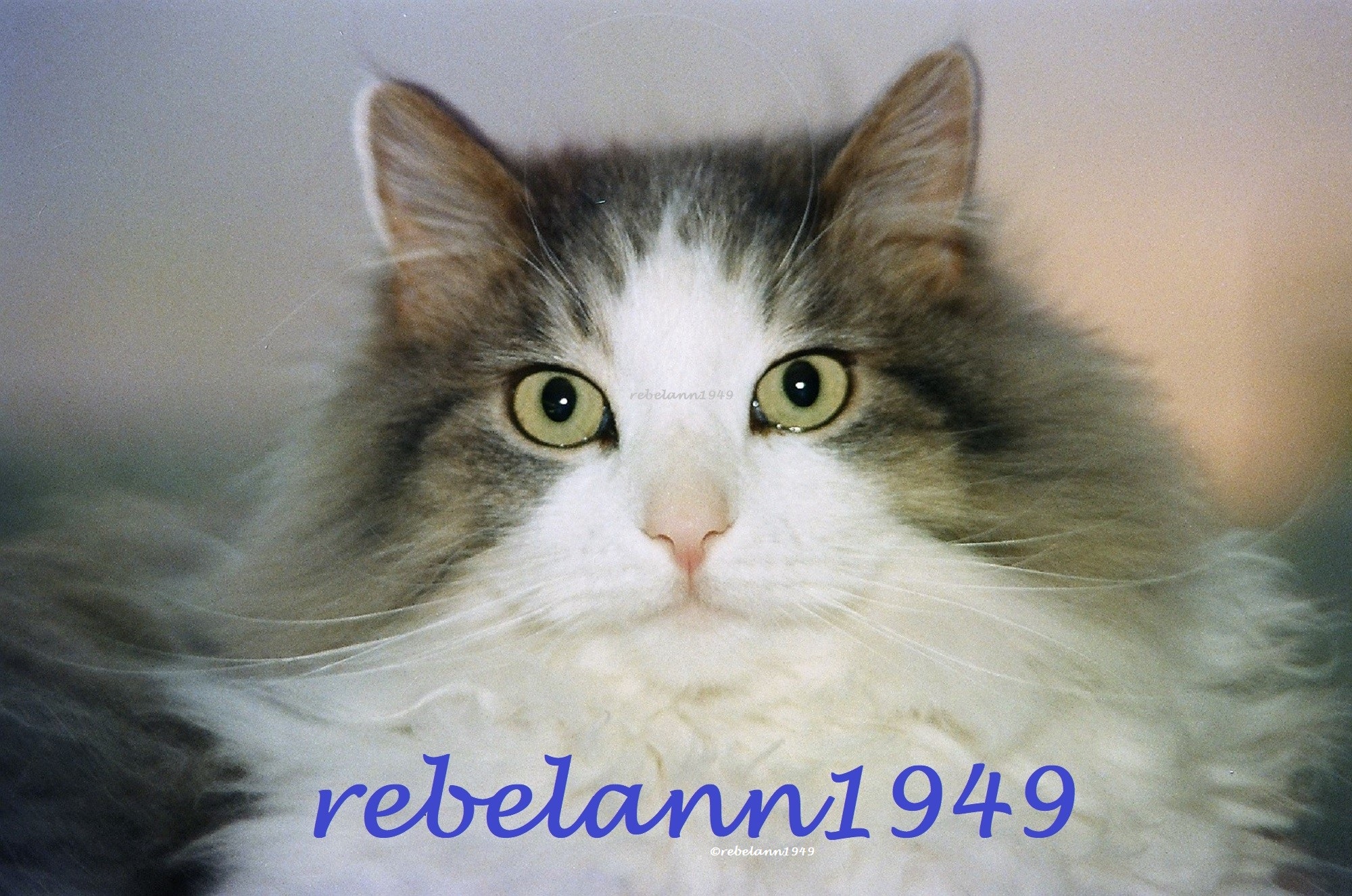 This is my Sweet Spunky, he lived from 1992 to 2007 and I still miss him, yeah, I took this photo This is my Sweet Spunky, he lived from 1992 to 2007 and I still miss him, yeah, I took this photo