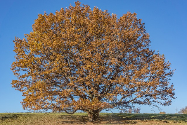 https://en.wikipedia.org/wiki/Oak https://en.wikipedia.org/wiki/Oak