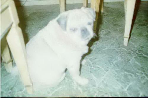 My old friend  - Rascal .. ( Rip )  I miss you