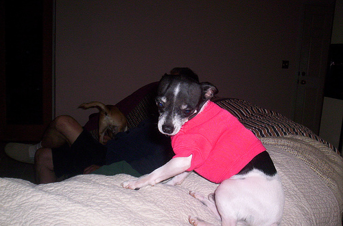Chico My Baby - Chico is a 5 lbs Male Chihuahua. He is my baby doggie. He is so smart.