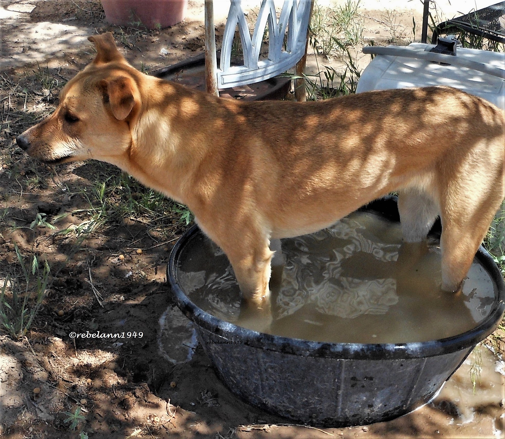 Beating the heat by cooling the feet .... I took this shot in April 2012. Beating the heat by cooling the feet .... I took this shot in April 2012.