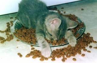 what a full belly - fun photo