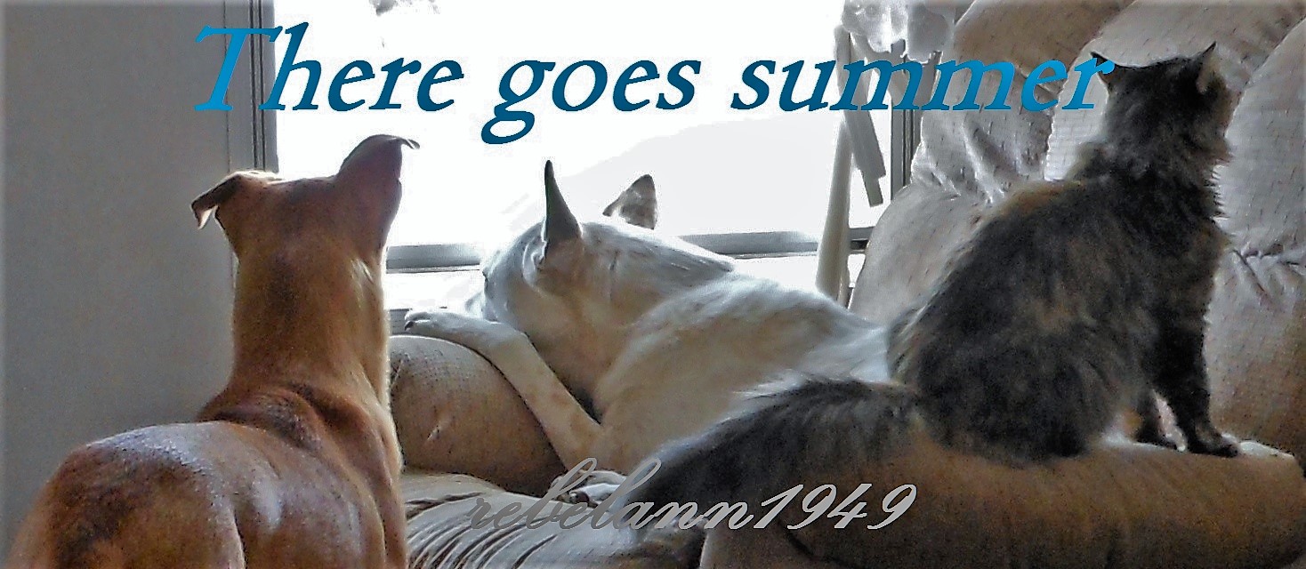 Mykey was the oldest of my most recent trio, he lived from 2003 to 2015. Mykey was the oldest of my most recent trio, he lived from 2003 to 2015.