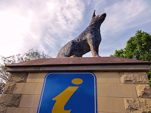 Blue Heeler, Muswellbrook, New South Wales Blue Heeler, Muswellbrook, New South Wales