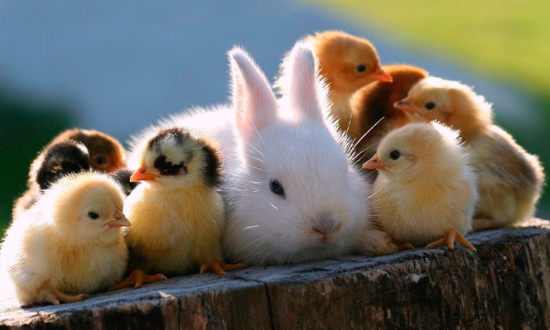 animals, photo, picture, chicks, rabbit