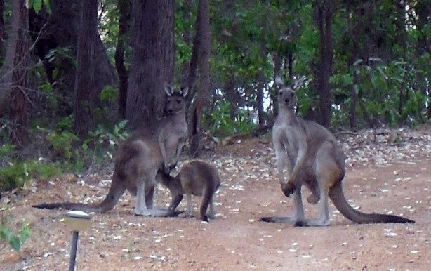 Kangaroos - family group
