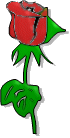 Rose - red rose