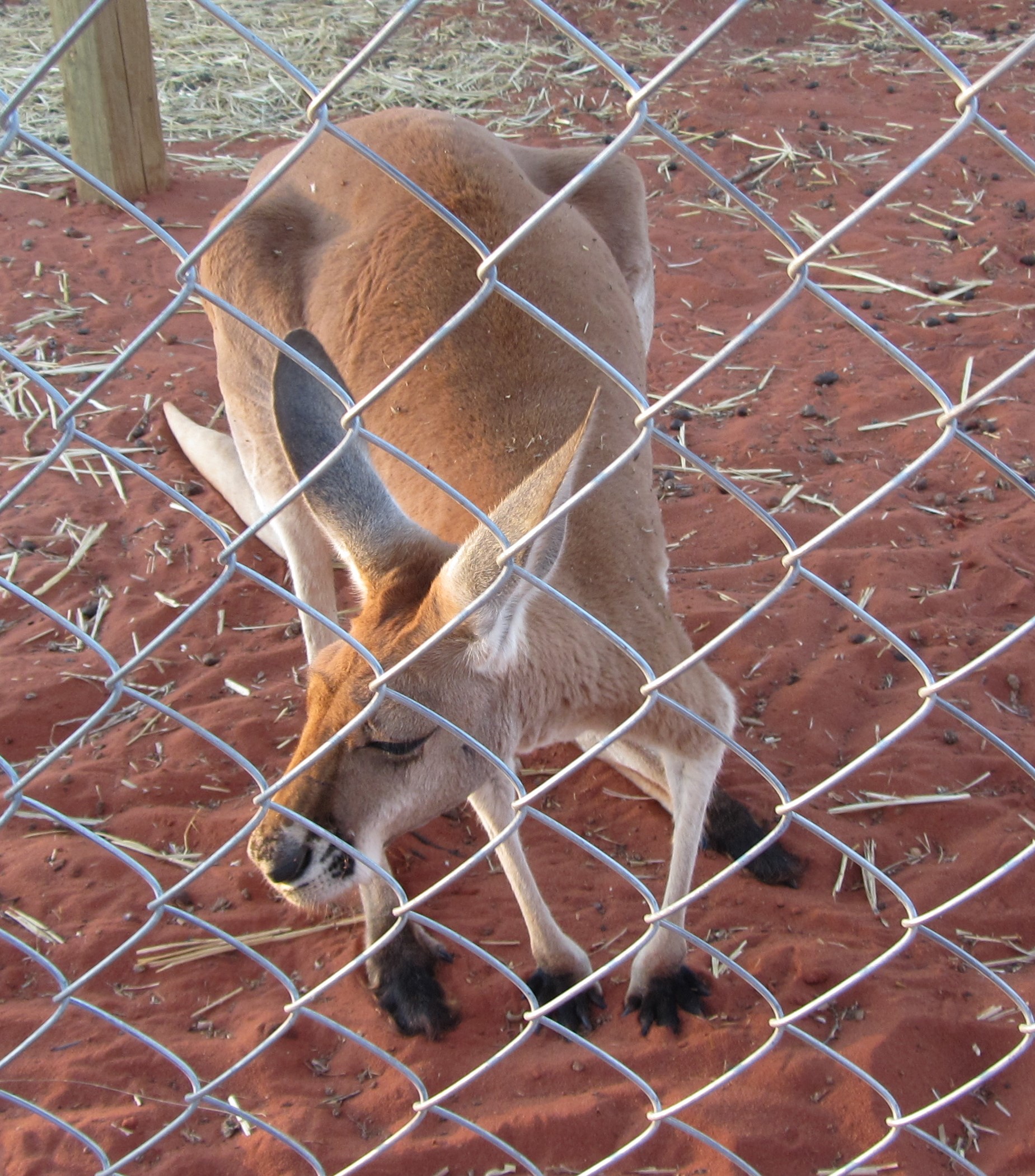Red kangaroo - Erldunda Red kangaroo - Erldunda