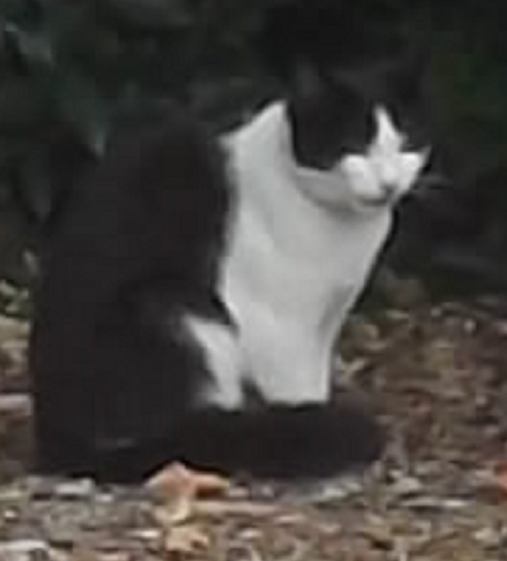 Picture I took of a cat while on a walk with Angel one day