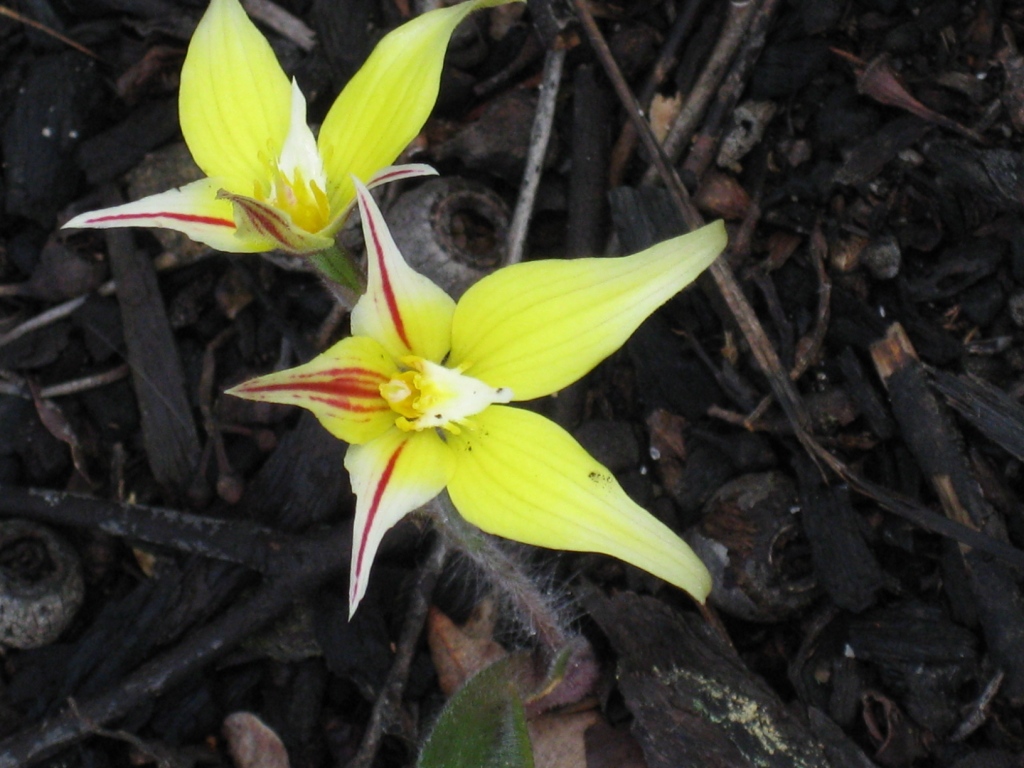 Donkey Orchid Donkey Orchid