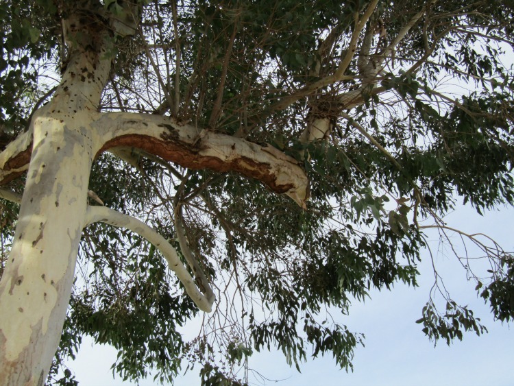 Upper Branches of Gum Tree in my Neighborhood