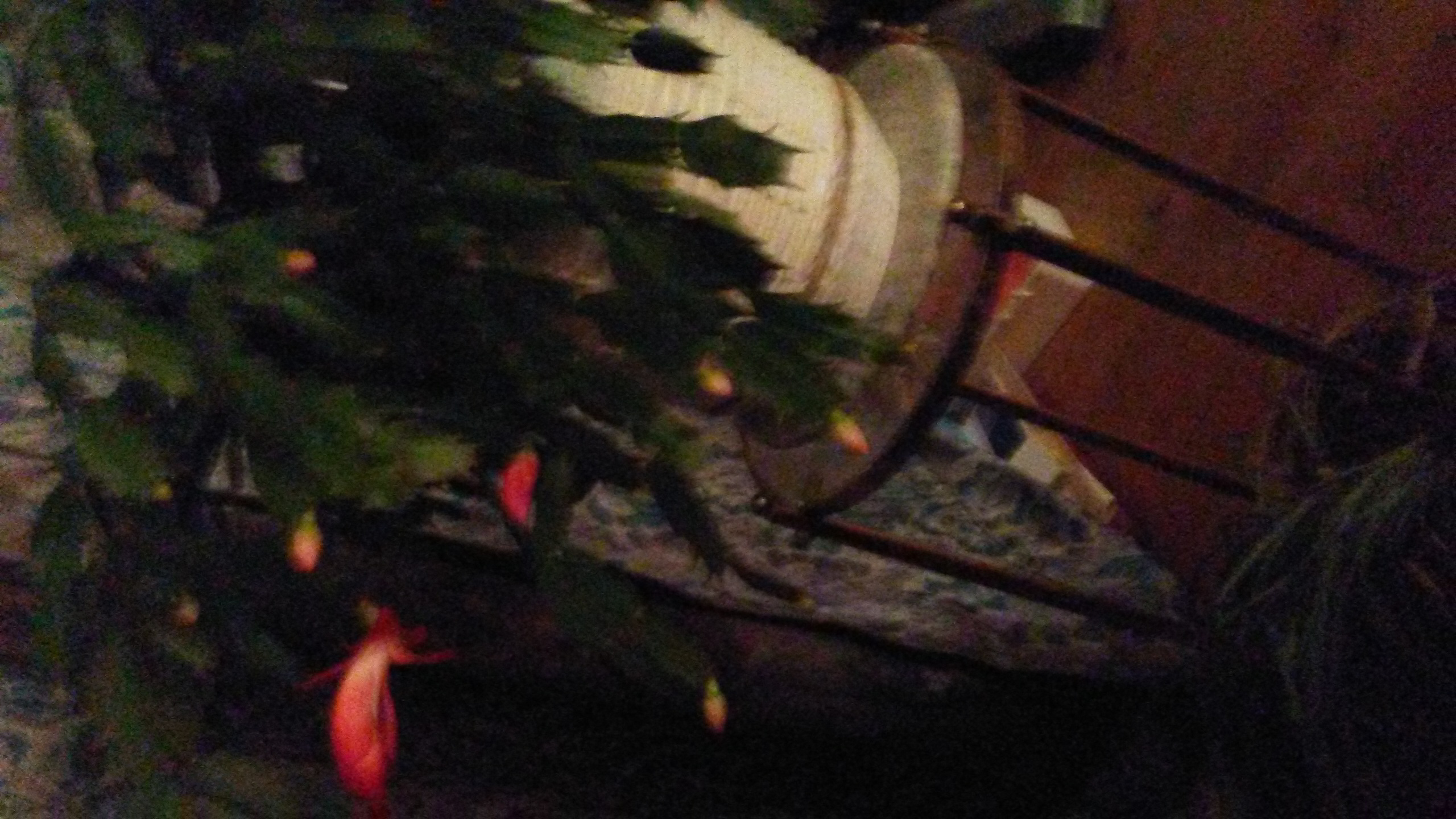 My Christmas Cactus blooming the first time in 2017.