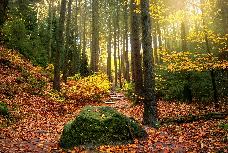 https://pixabay.com/en/forest-light-beam-sun-sunbeam-2942483/