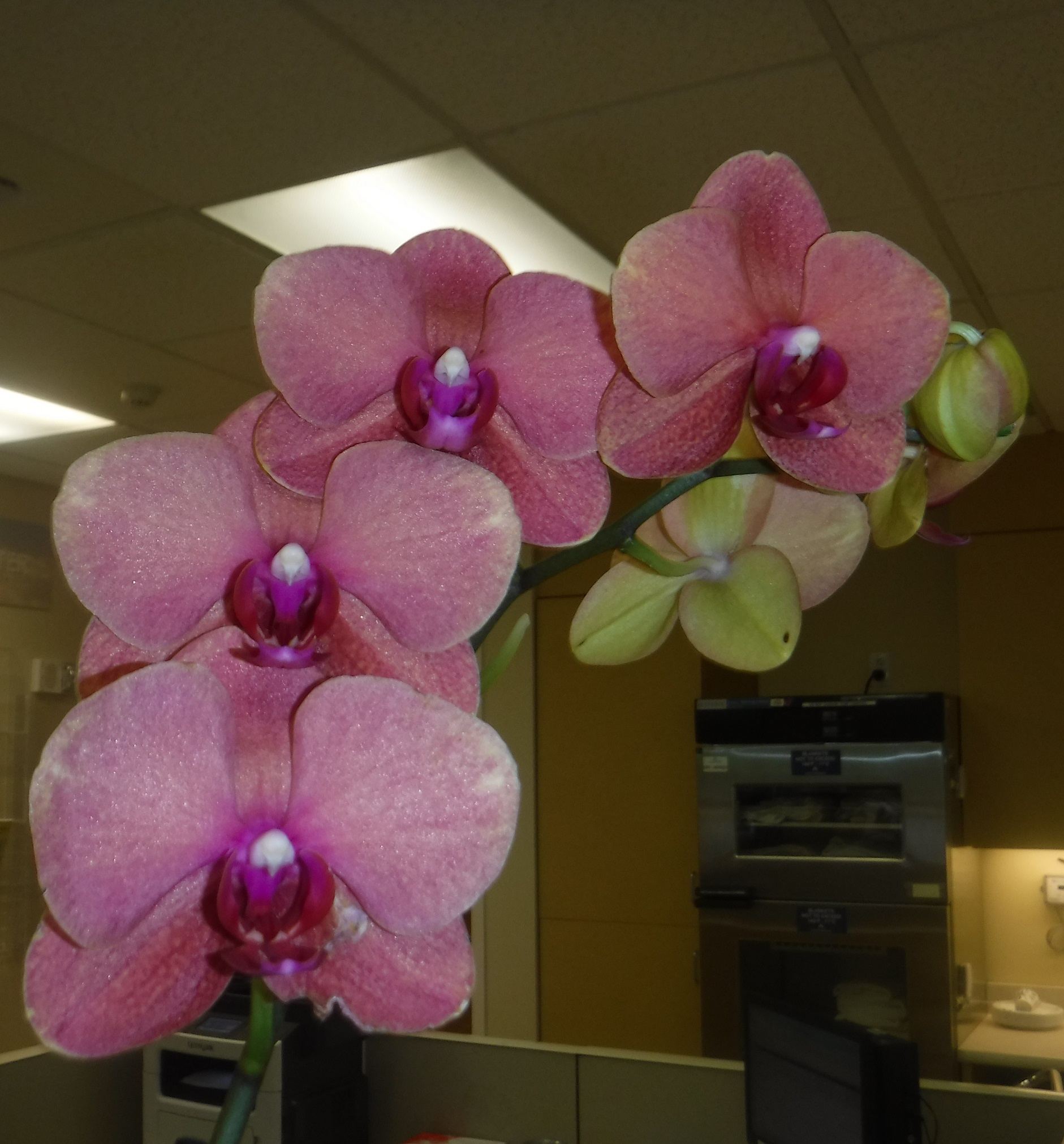 Flowers on the counter at the infusion center where Mom gets her immuno-therapy Flowers on the counter at the infusion center where Mom gets her immuno-therapy
