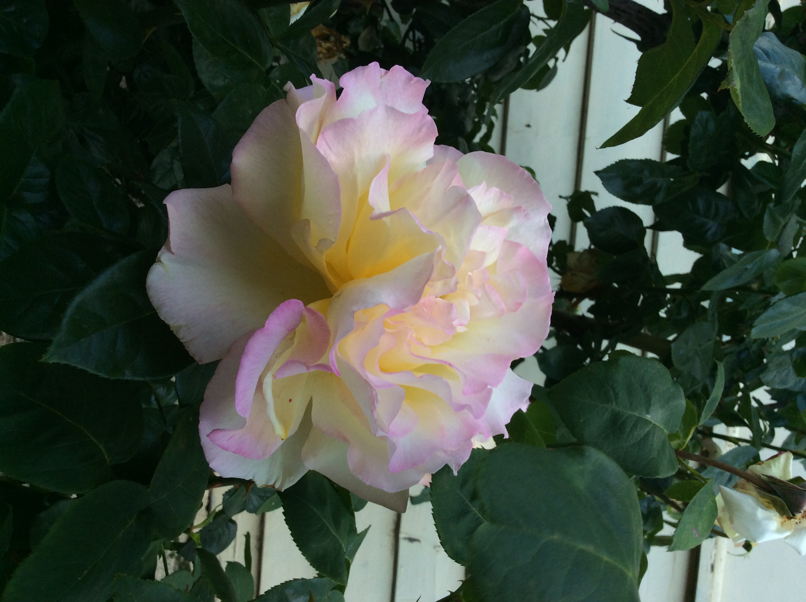 My photo a rose