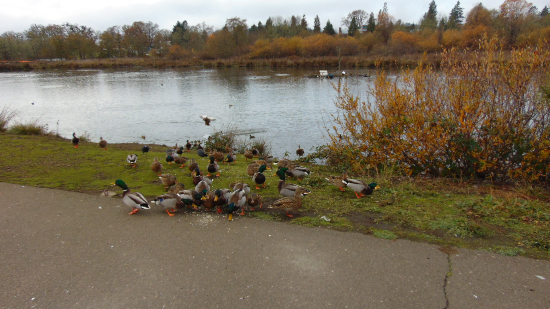 ducks.