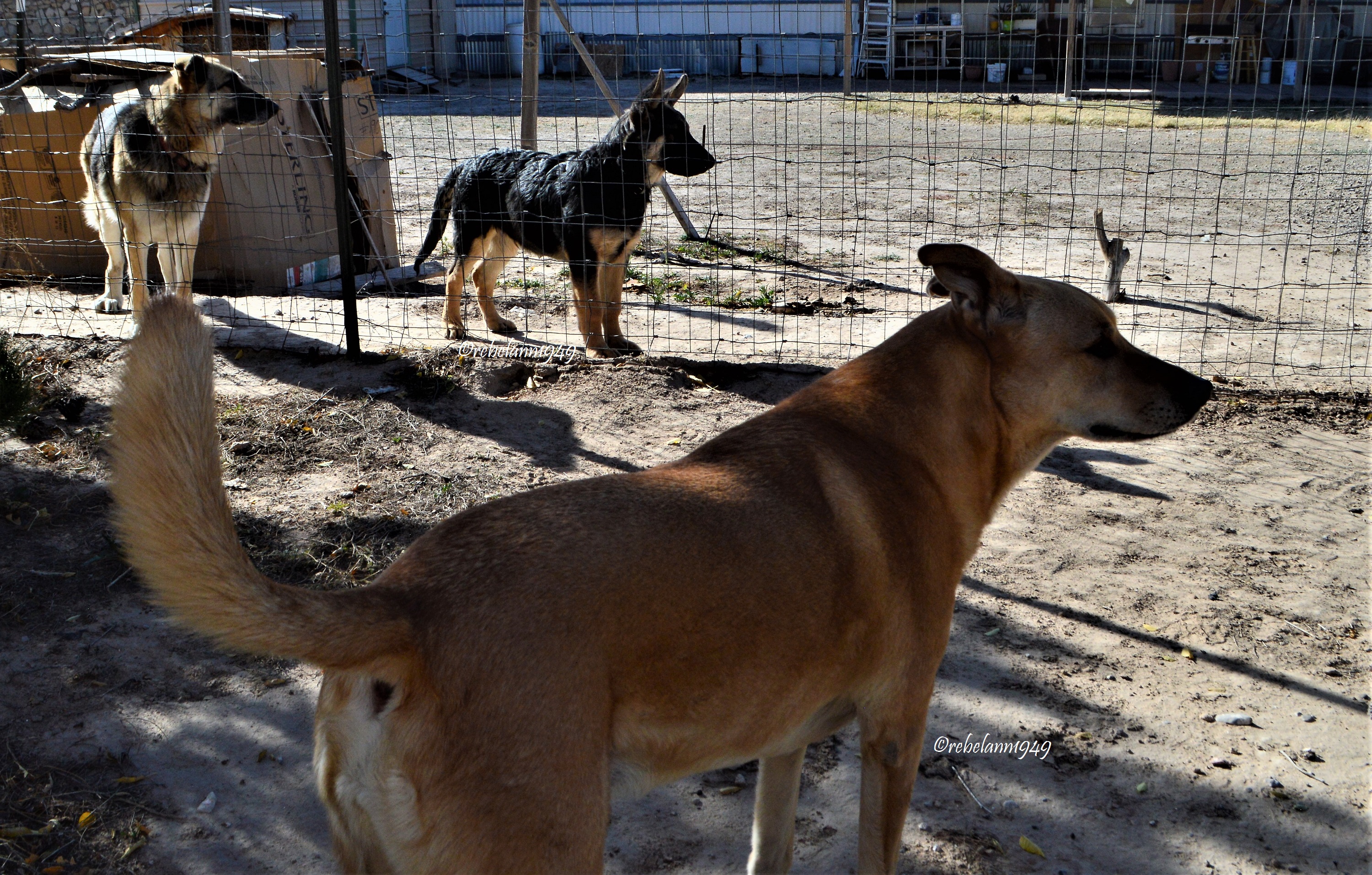 Tres amigos. I wonder how big Junior will get. Tres amigos. I wonder how big Junior will get.