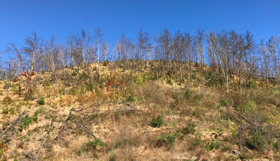 The damage from the 2016 wildfire still apparent in the Great Smoky Mountains.  Photo taken by and the property of FourWalls.