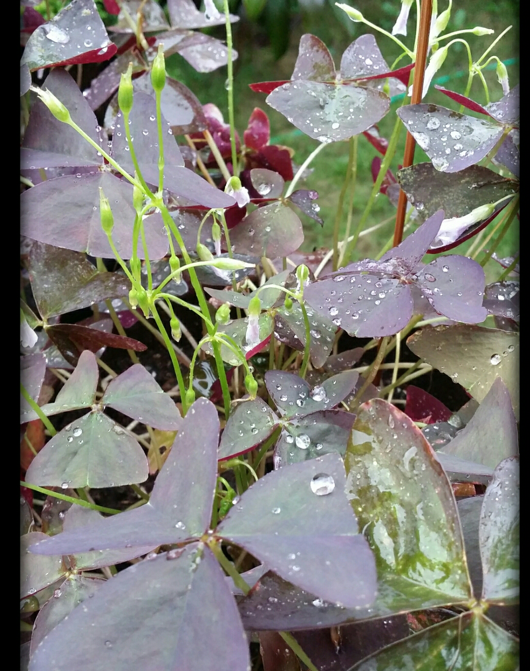 Our plants 