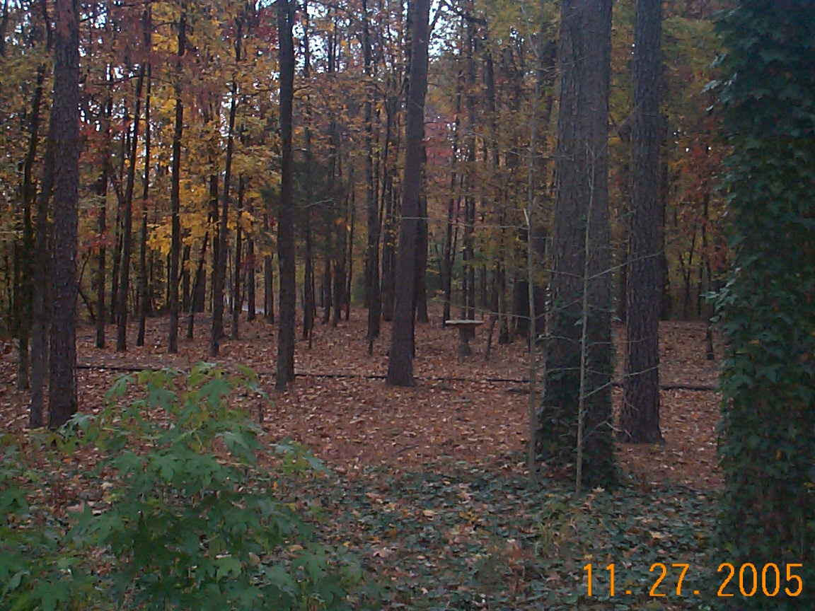 Front Yard in Fall - This is my front yard.  It was taken in the Fall of 2005 while I was standing on my front porch.  I love my yard which is really just part of the forest!  Fall is a beautiful time to live in the woods.