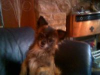 My Pet - He is very precious and my best Friend he is my daily companion and I would not be without him