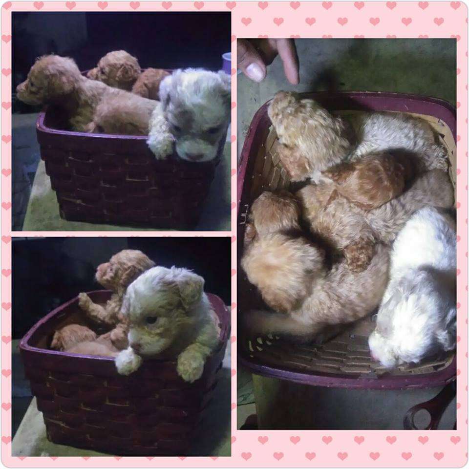 My toy poodles
