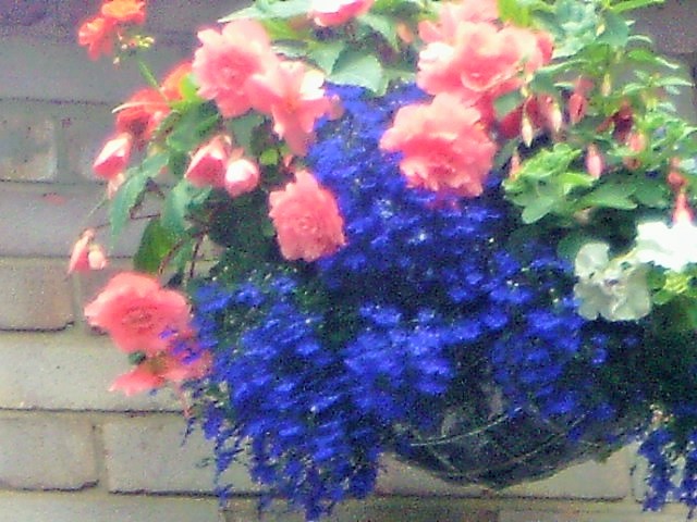 One of my hanging baskets last summer.