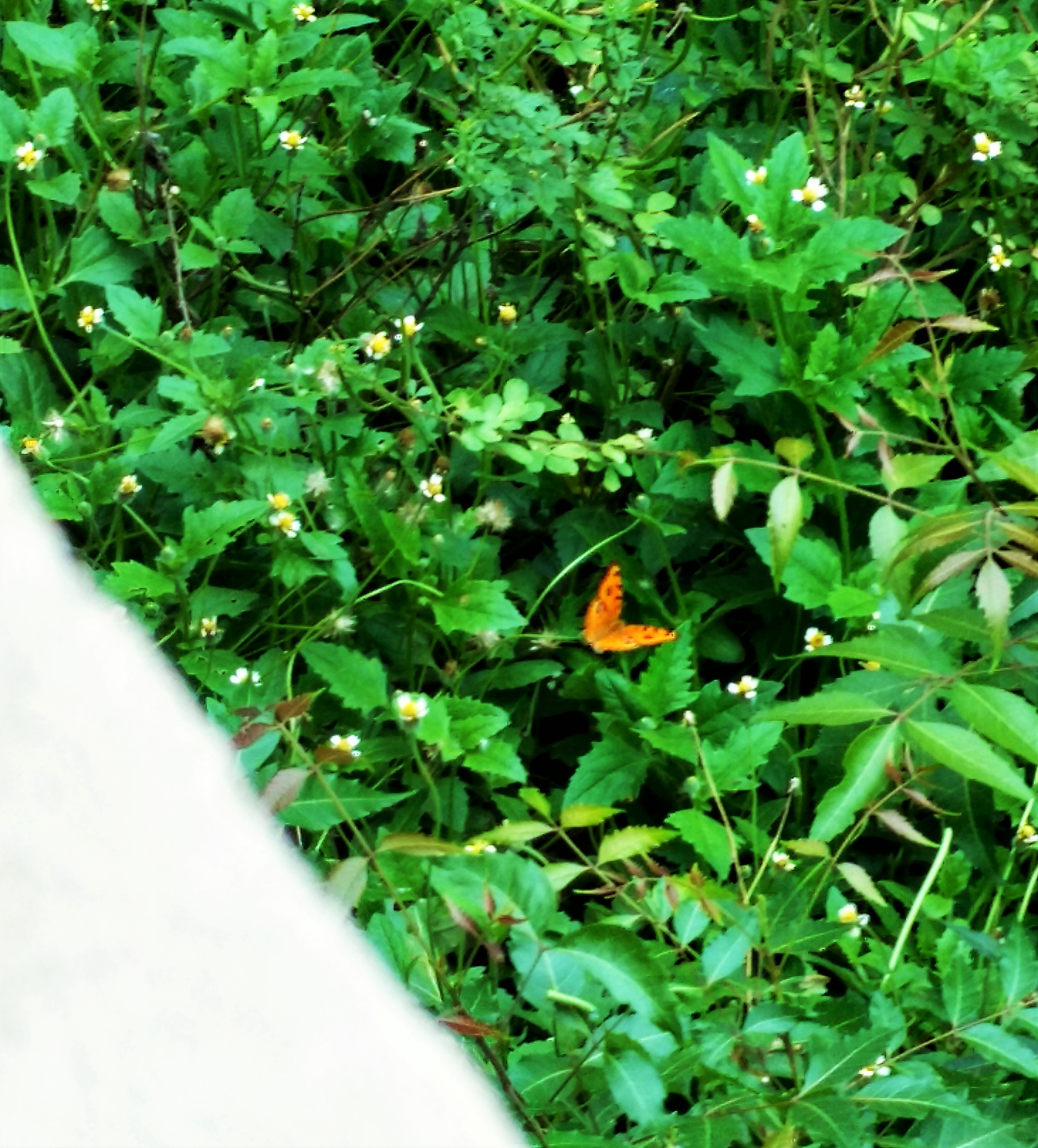 Can u find butterfly in this pic?..not so clear :(